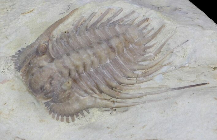 Spiny Kettneraspis Trilobite - Oklahoma #43792